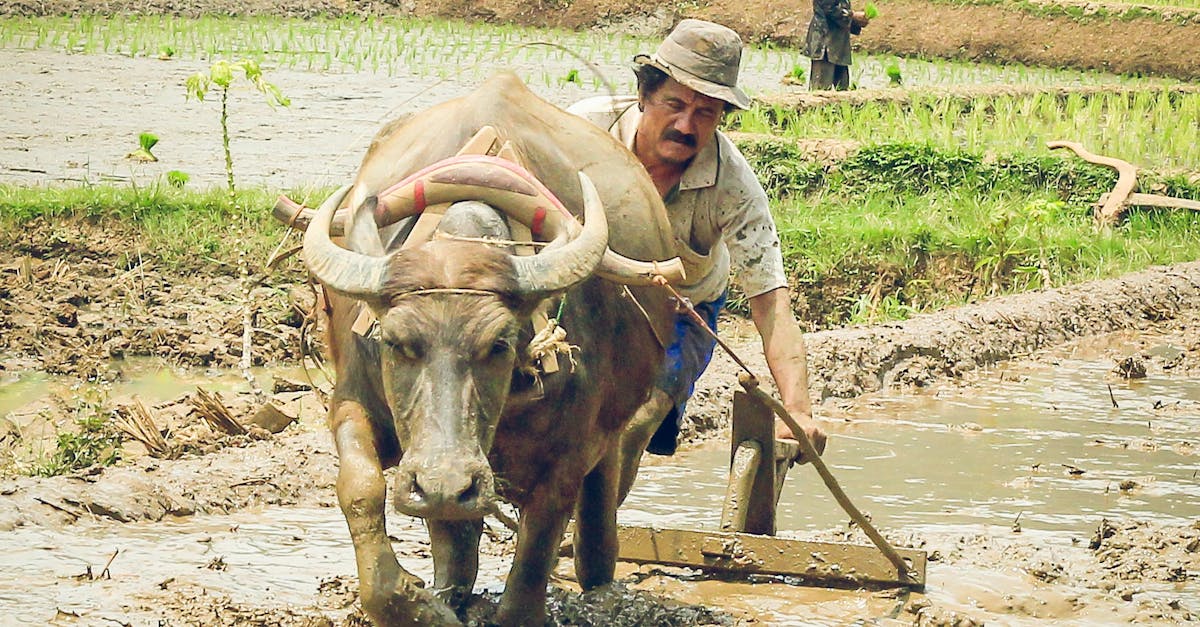 Traditional Farming in West Java Rice Field · Free Stock Photo