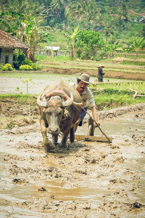 Traditional Farming in West Java Rice Field · Free Stock Photo