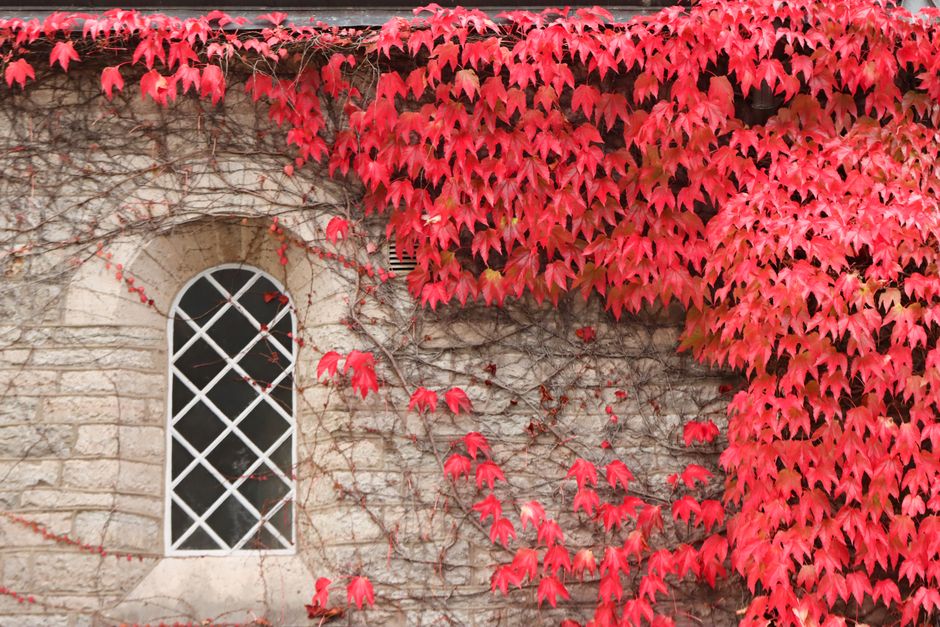 Bright red autumn leaves drape over a stone wall in Jönköping, Sweden.