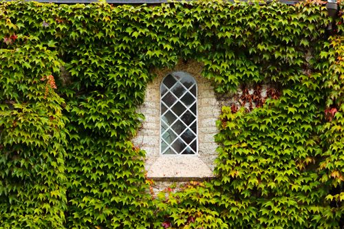 Free An enchanting ivy-covered wall with a window in Jönköping, Sweden. Stock Photo