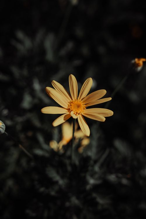 Free A vibrant yellow daisy flower captured in close-up detail in Sakarya, Türkiye. Stock Photo