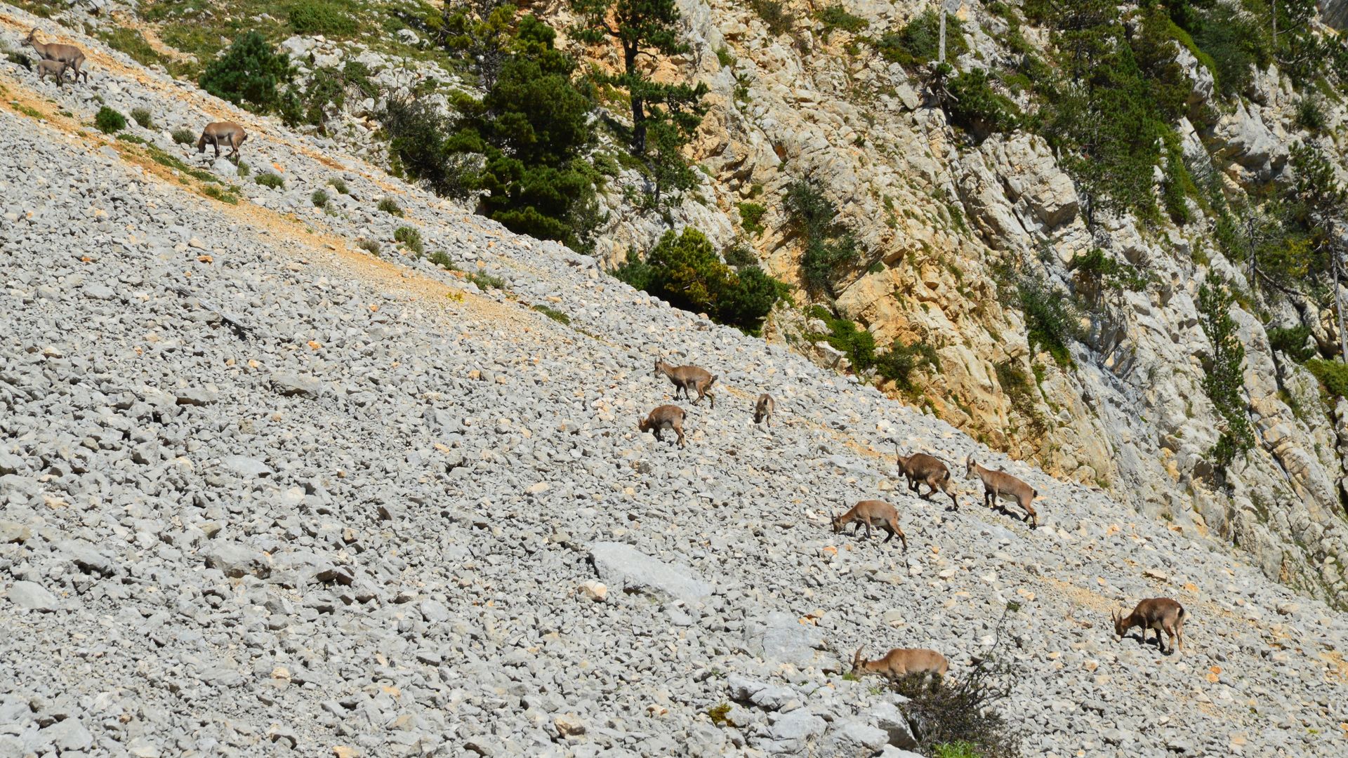 A group of Alpine ibex grazing on a rocky mountainside in Chichilianne, France.
