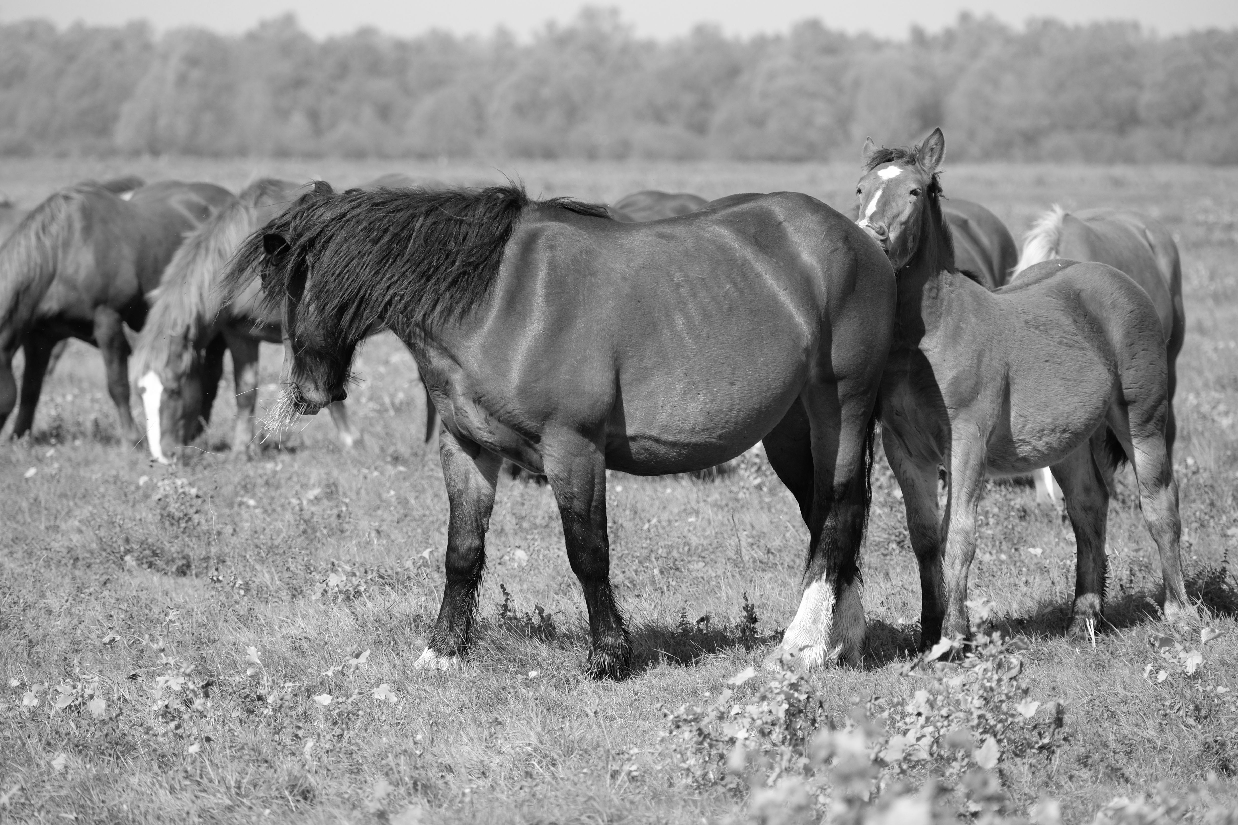 A serene black and white photo capturing horses grazing in an open field with trees in the background.