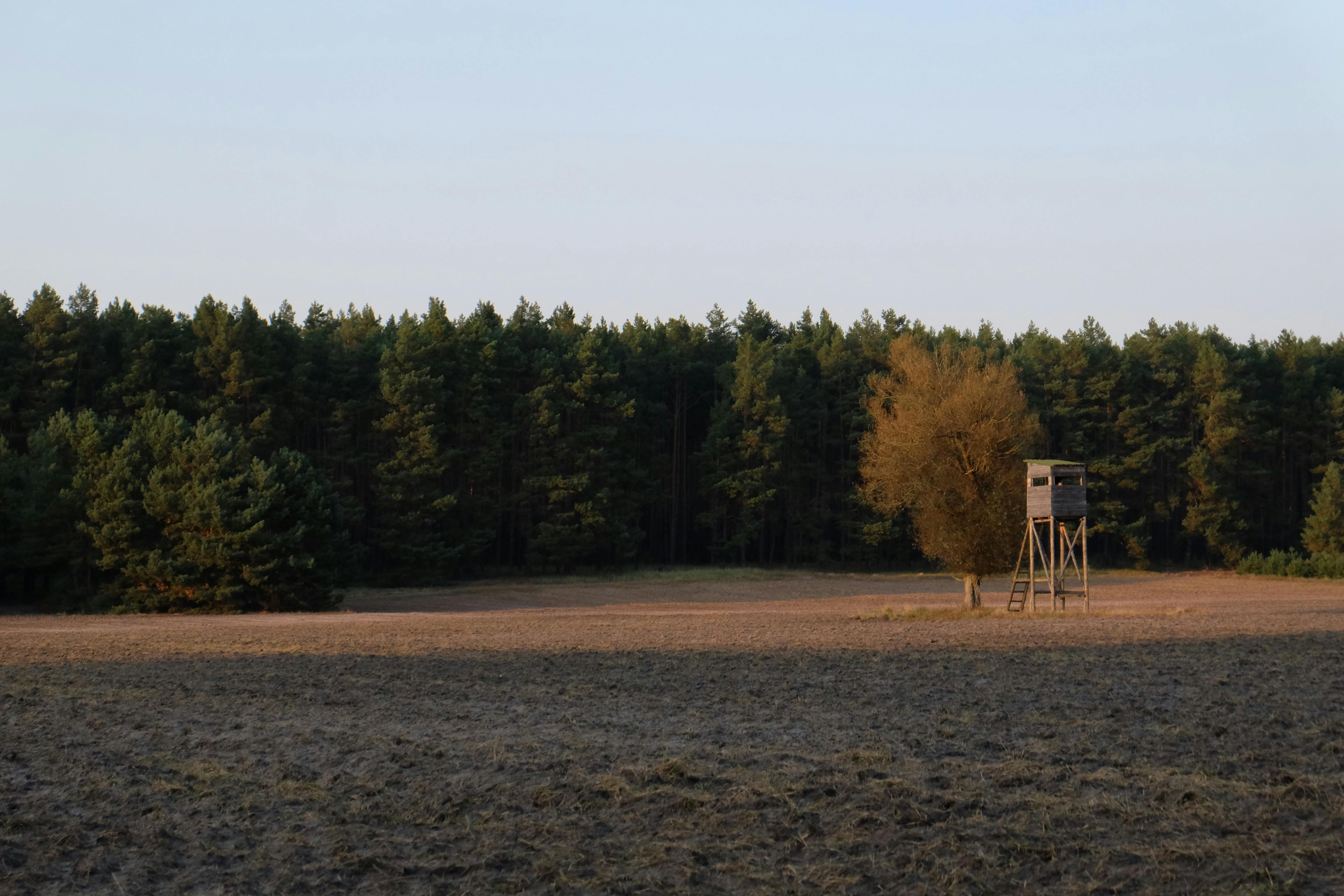 免費 鄉村田野與森林和獵人的立場在日落 圖庫相片