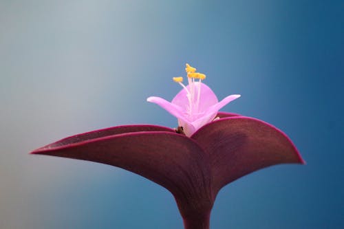 Photo En Gros Plan De Fleur