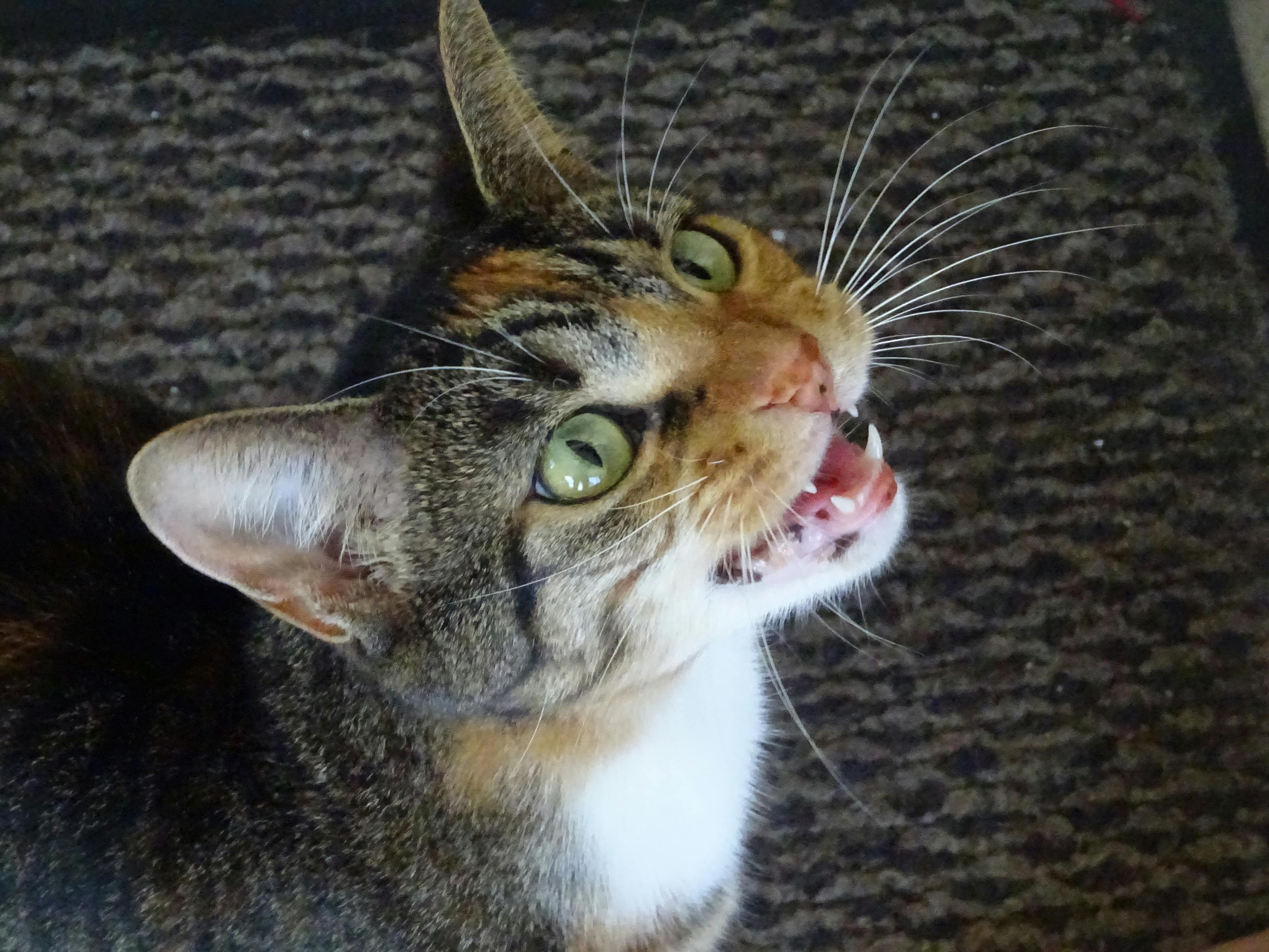 Free stock photo of cat, hissing cat, Meow