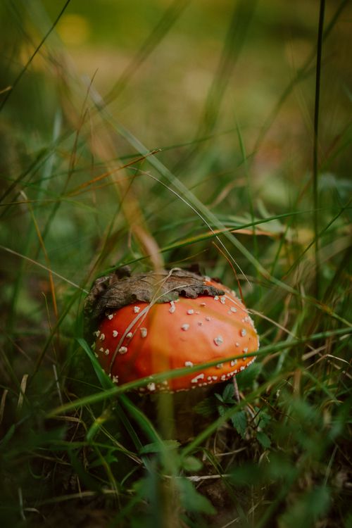 Free Close-up of a fly agaric mushroom amidst fall foliage in a Finnish forest. Stock Photo