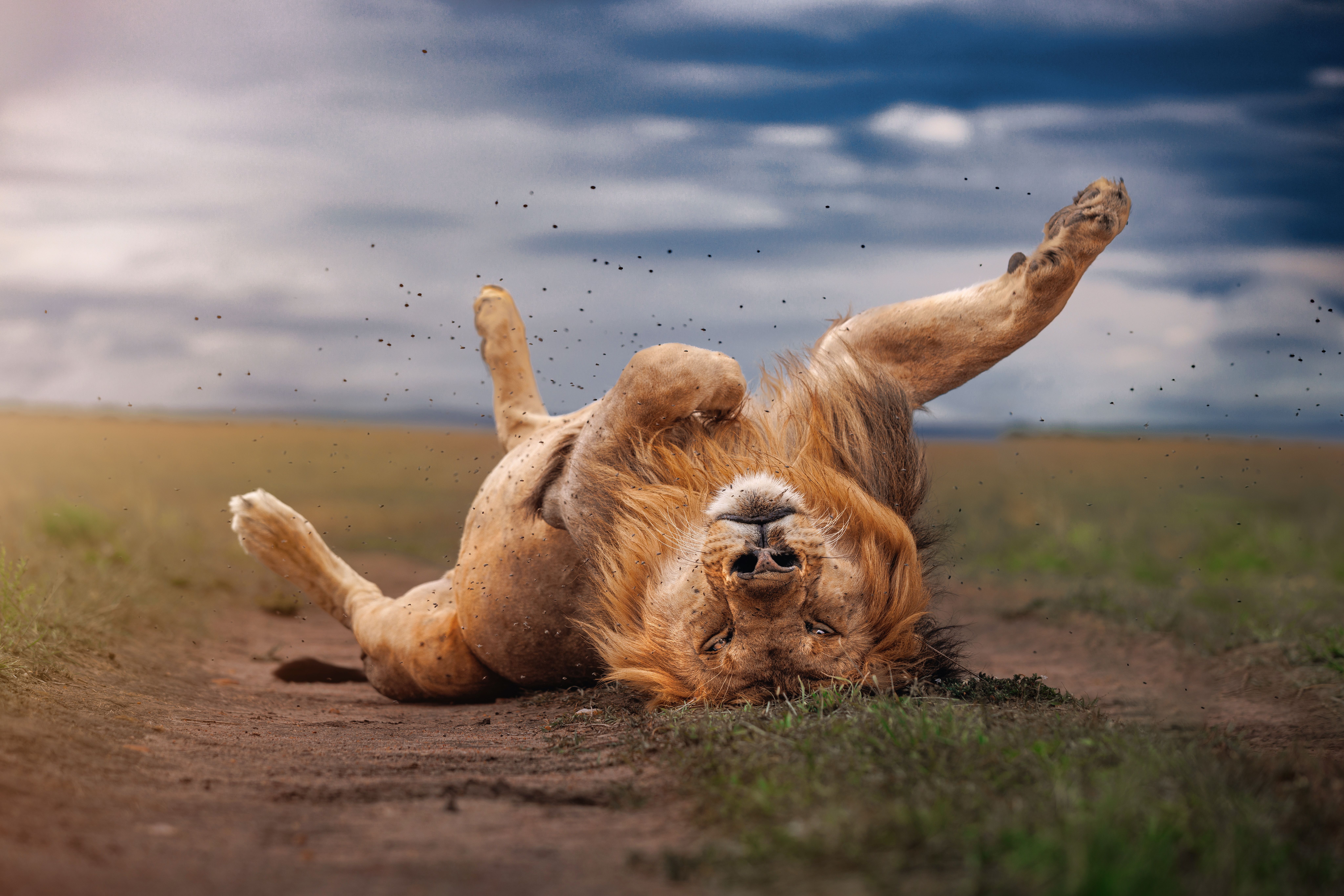 A majestic African lion playfully rolls on the savannah in Maasai Mara, Kenya.