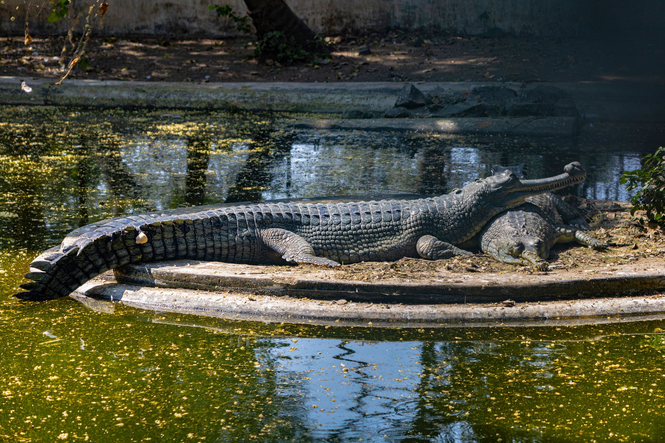 Gharial Crocodiles Basking By Pond In Hyderabad Zoo Free Stock Photo gharial-crocodiles-basking-by-pond-in-hyderabad-zoo-free-stock-photo