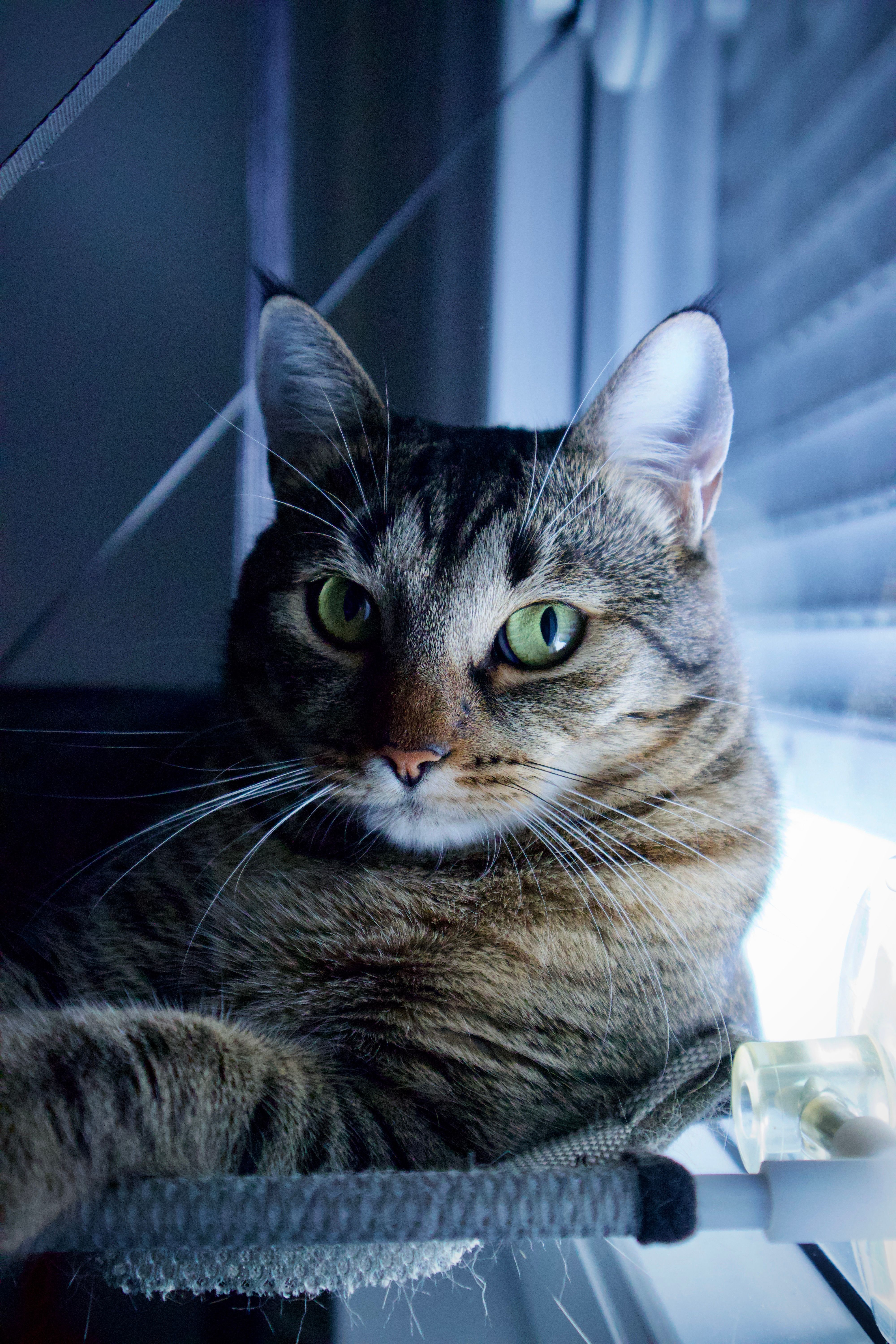 Close-Up of Tabby Cat Relaxing by Window · Free Stock Photo