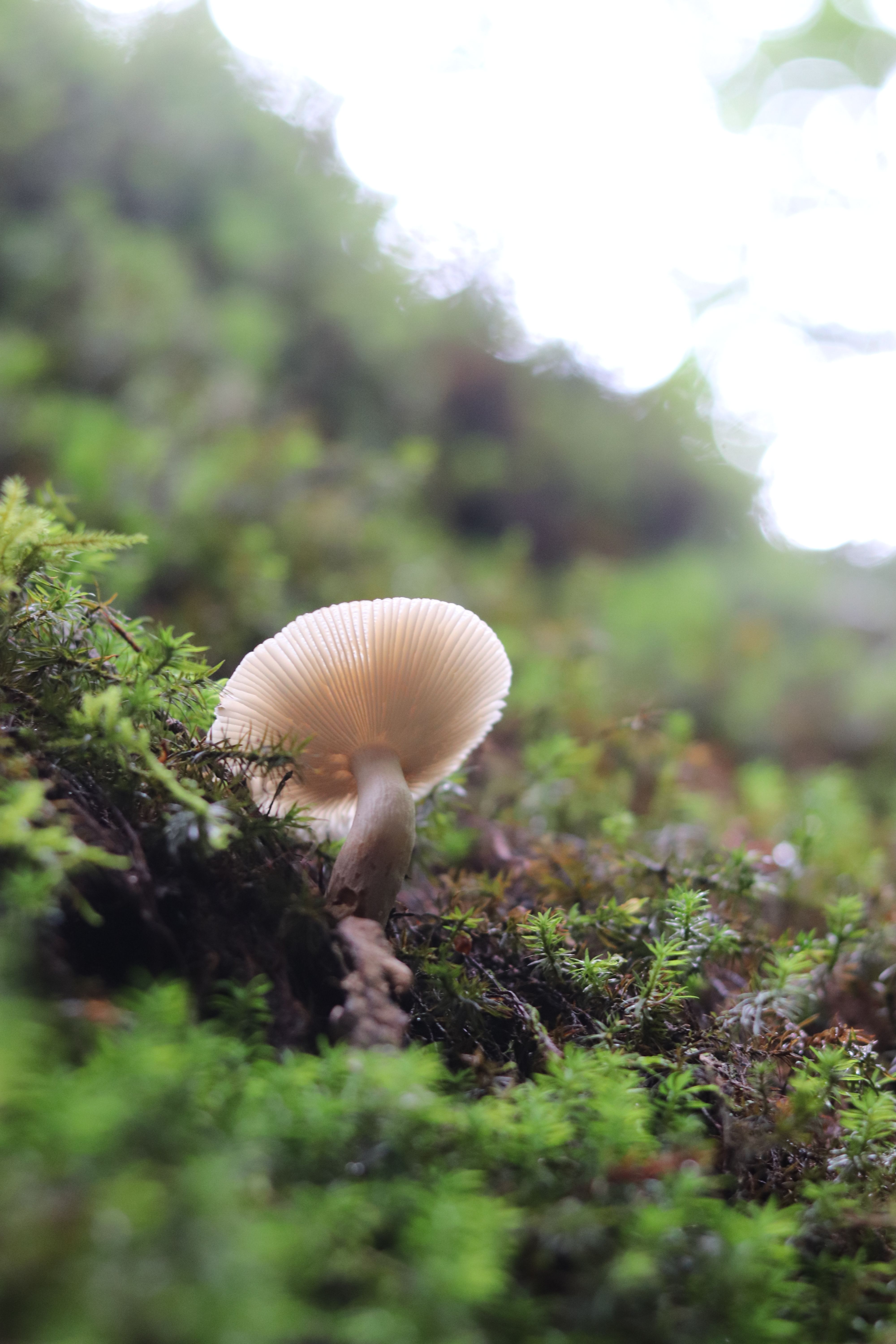 Mushroom on Mossy Forest Floor in Kathmandu · Free Stock Photo