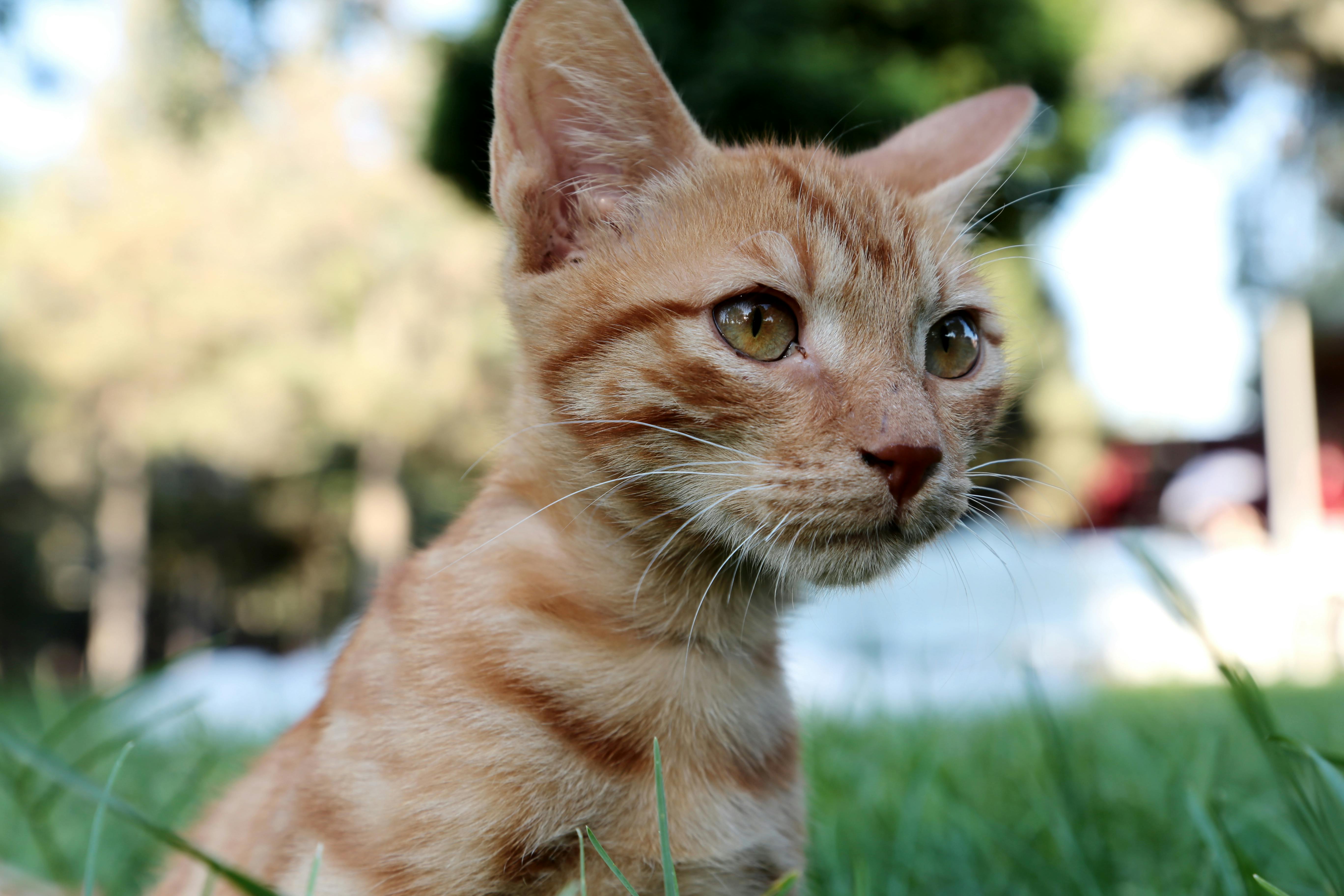 baby orange tabby cat