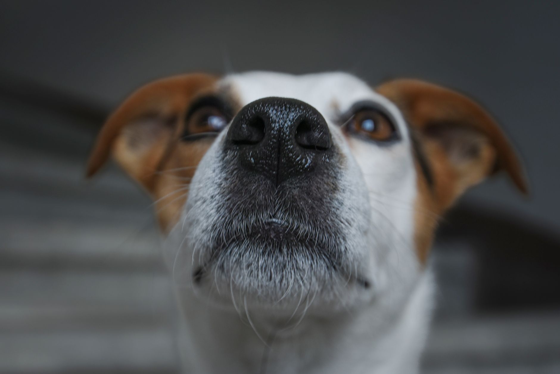 Veterinarian examining a dog during a checkup