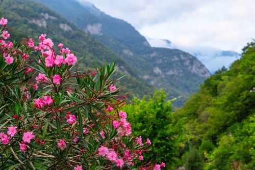 Free Pink oleander flowers bloom against a lush mountainous backdrop in Гагра. Stock Photo