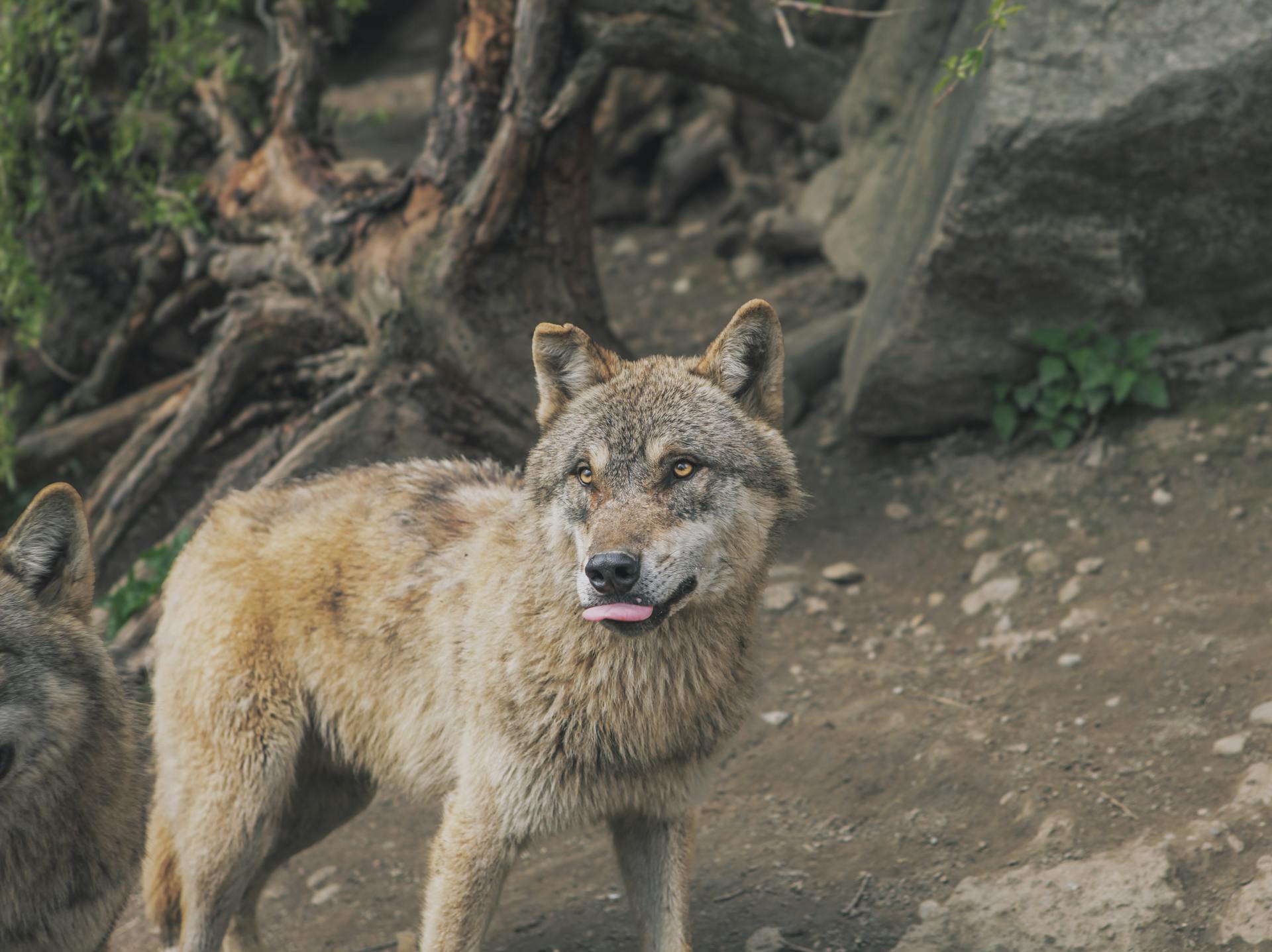 Wild Wolf in Natural Habitat Outdoors