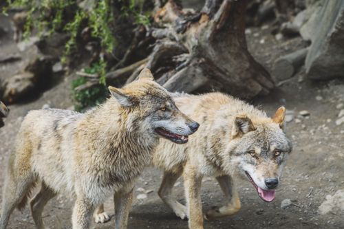 Free Two wolves exploring their natural habitat, displaying wild beauty. Stock Photo