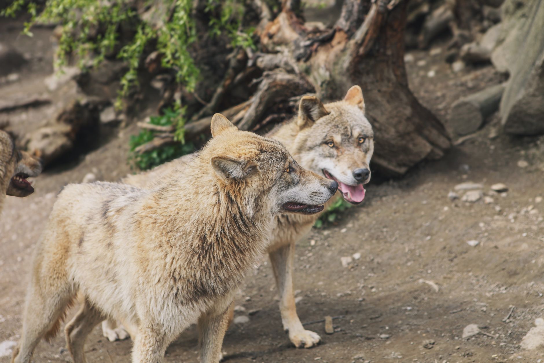Two wolves standing together in a natural outdoor habitat with trees.