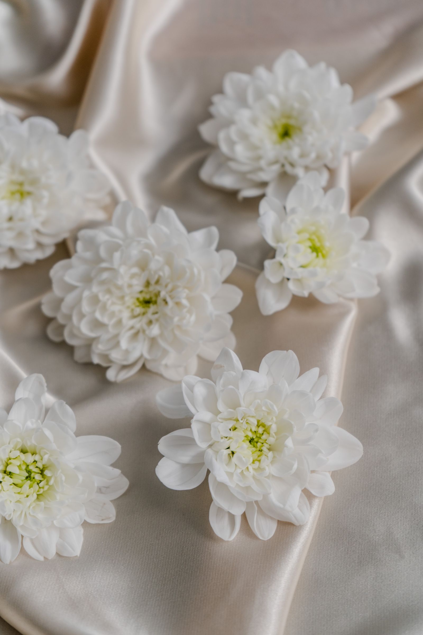 Chrysanthemum Symbolism Photos, Download The BEST Free Chrysanthemum ...