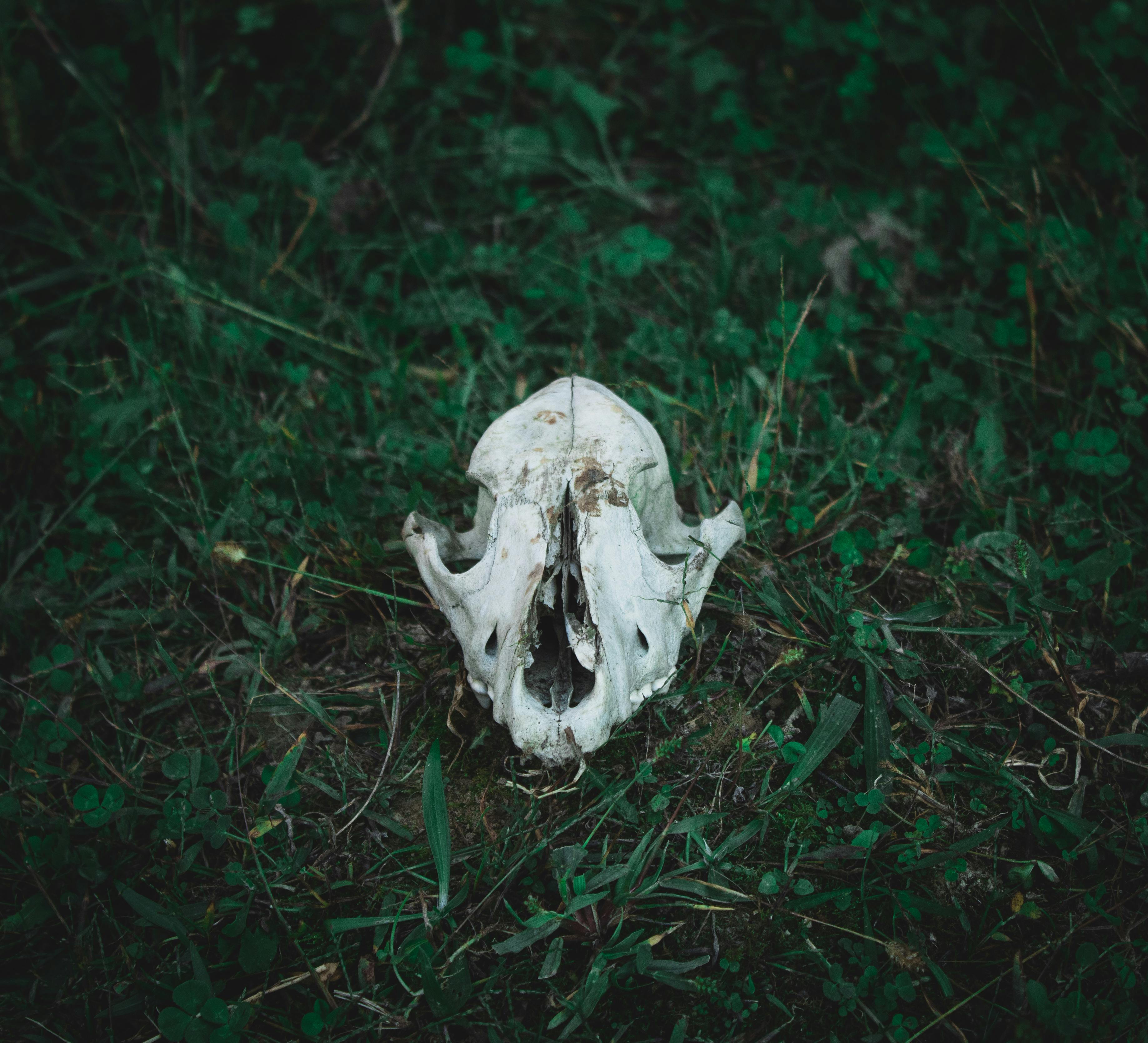 Animal Skull on Grass Background