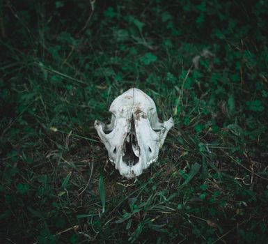 skull of an animal