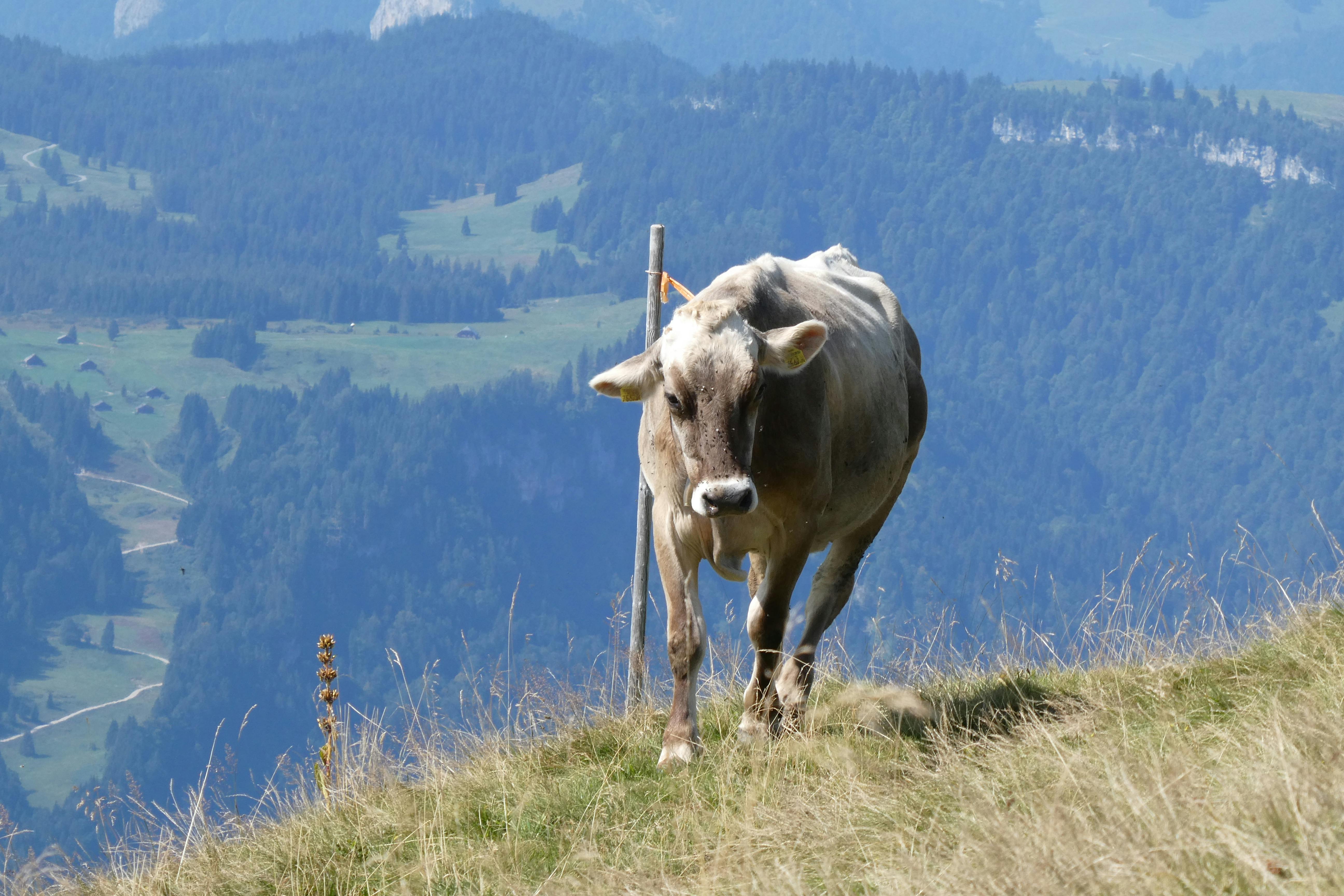 A lone cow grazes on a grassy hillside with a misty mountain background.