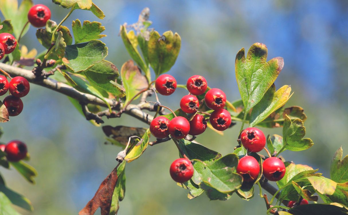 Define Haw Close-up of ripe hawthorn berries on branch · Free Stock Photo