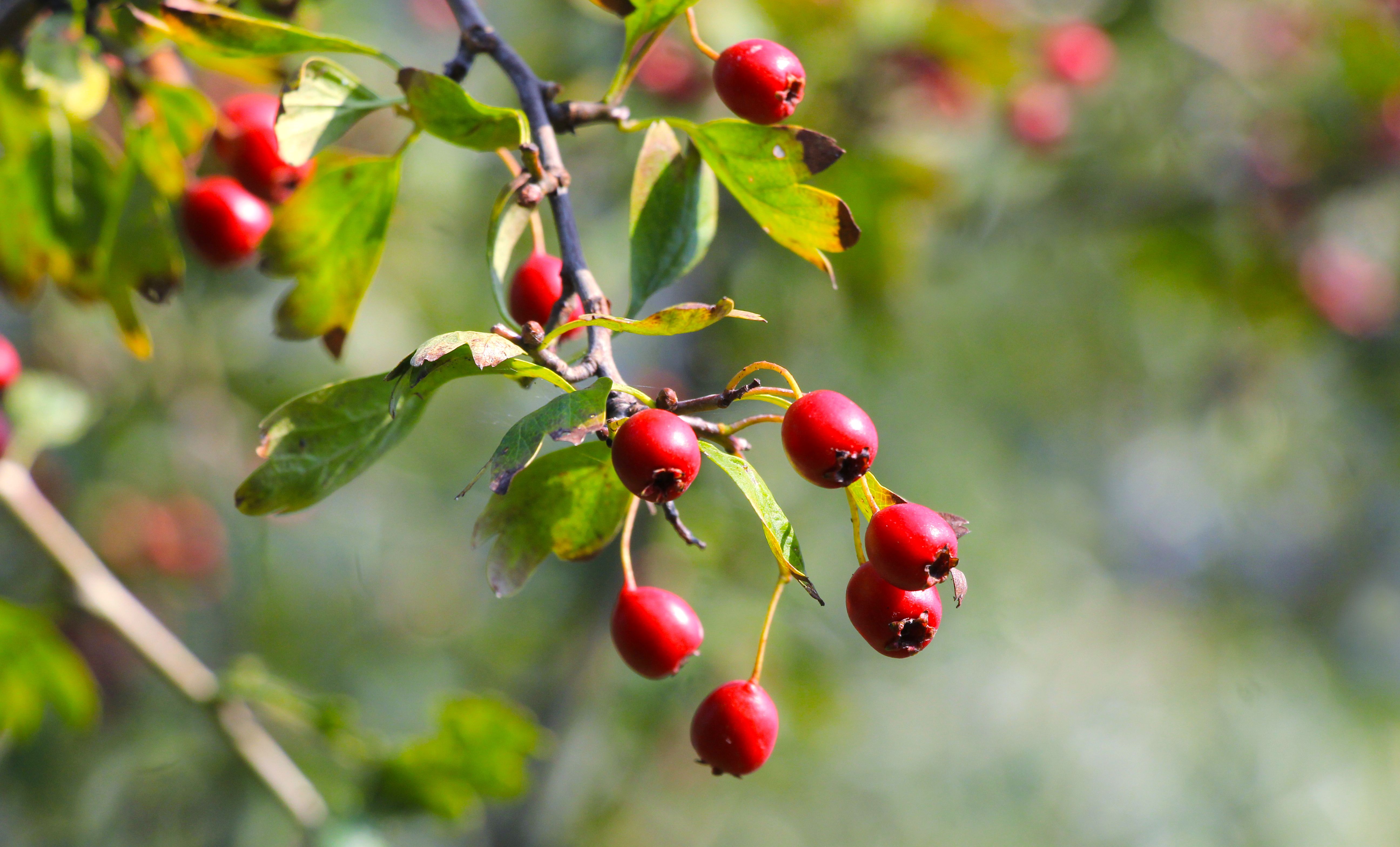 hawthorn tree, Traditional Uses And Herbal Reputation