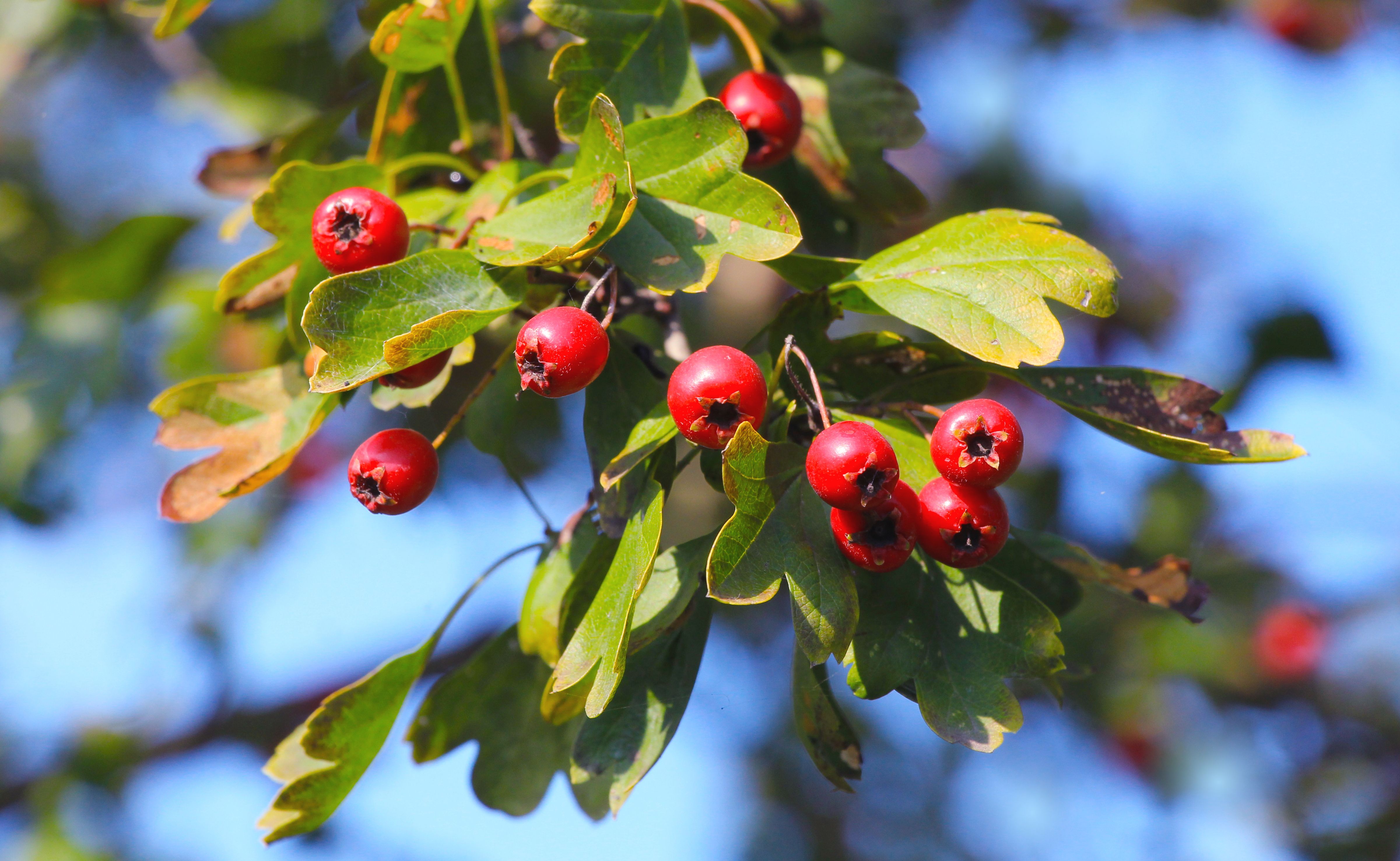 Close-up of red hawthorn berries with green leaves against a sunny blue sky.