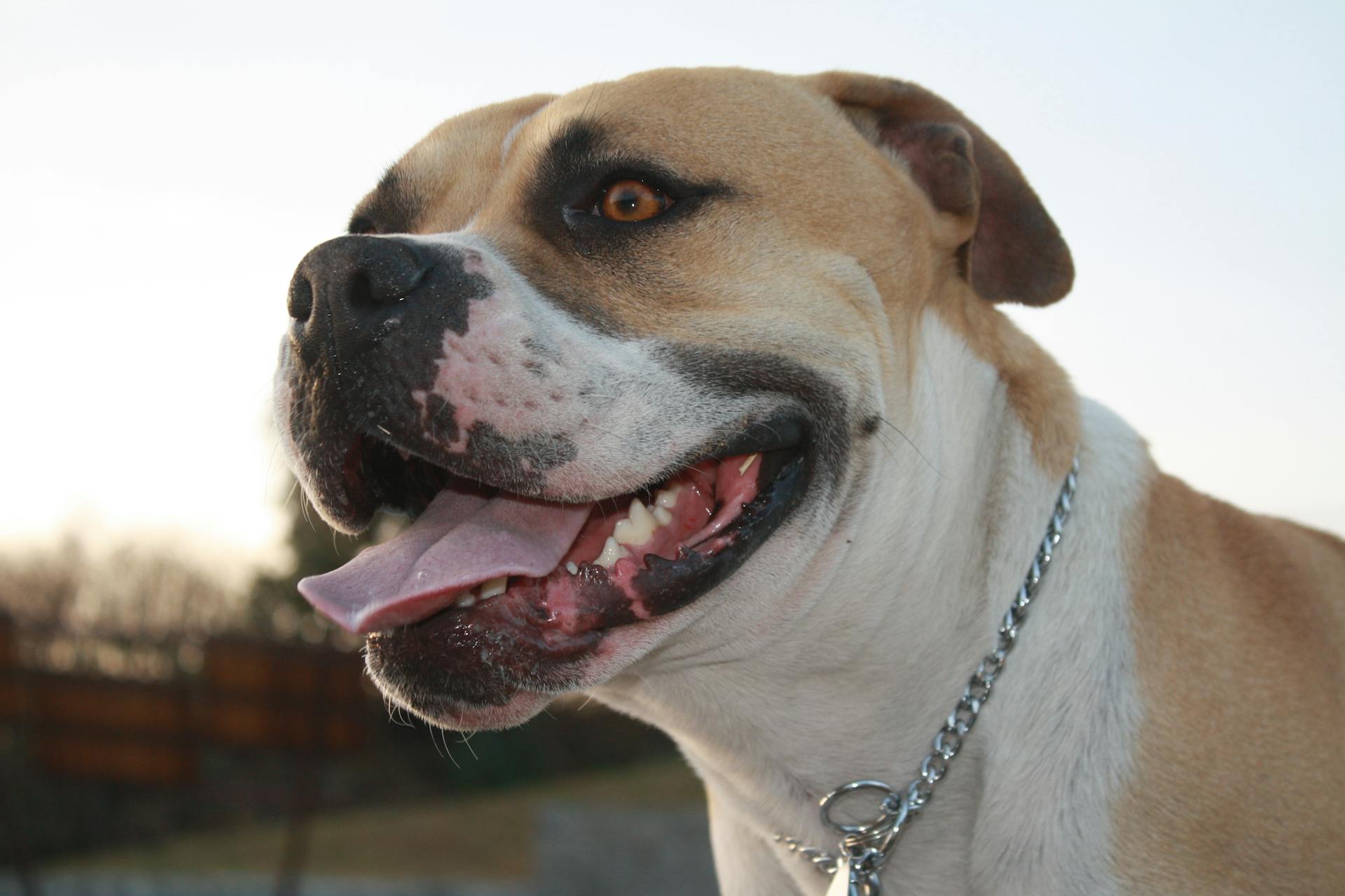 Close-up Portrait of an American Bulldog Outdoors