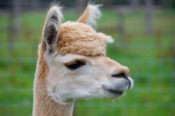 Close-up of Alpaca · Free Stock Photo
