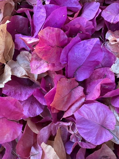 Free Close-up of vibrant pink and purple bougainvillea petals, showcasing their natural beauty. Stock Photo