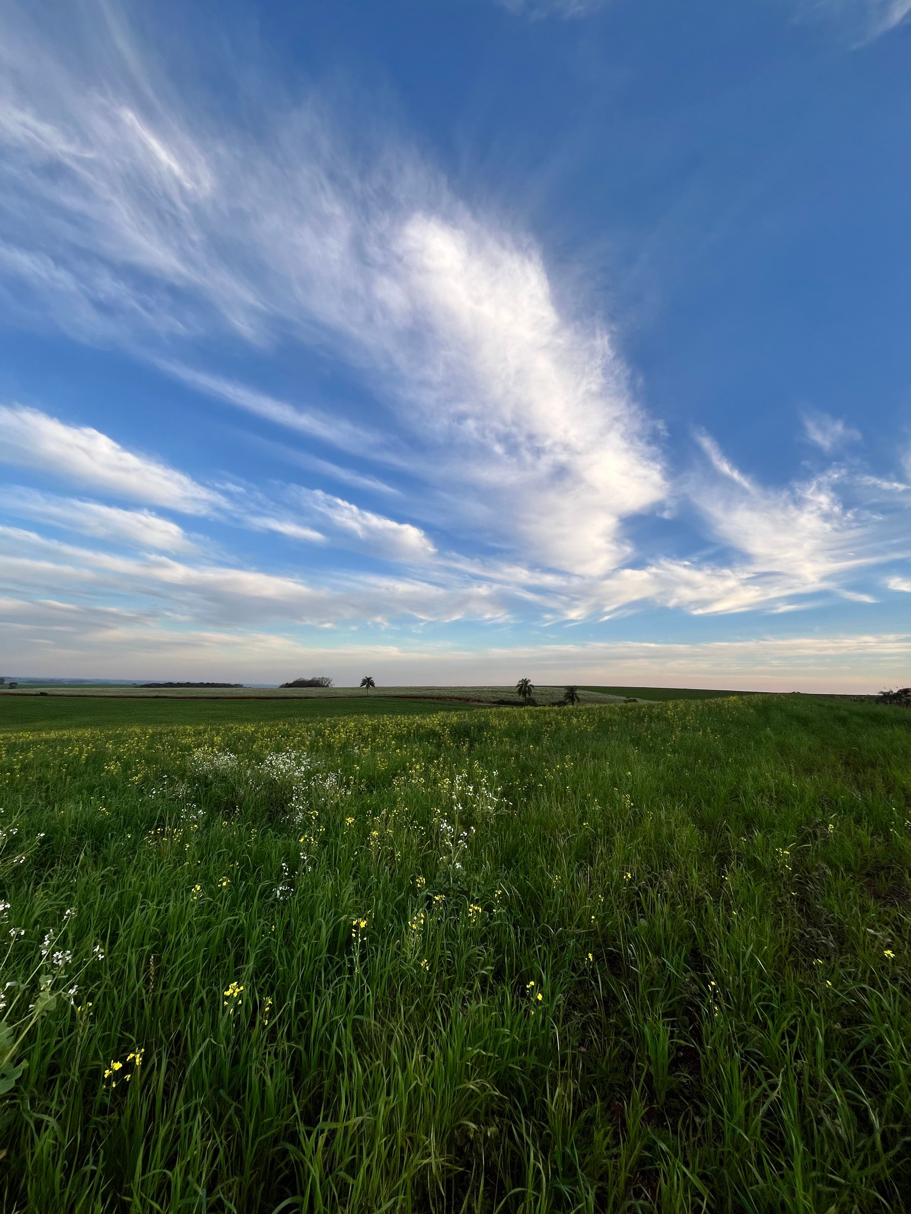 Vast Green Field Under Stunning Blue Sky · Free Stock Photo