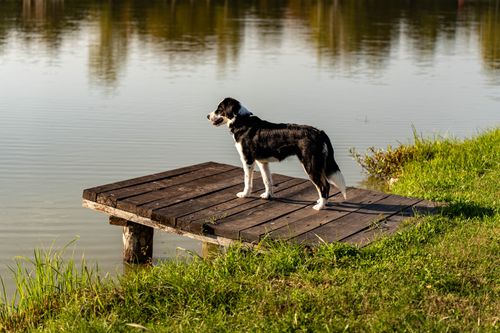 Free A Border Collie dog stands on a wooden pier overlooking a calm lake, surrounded by greenery. Stock Photo
