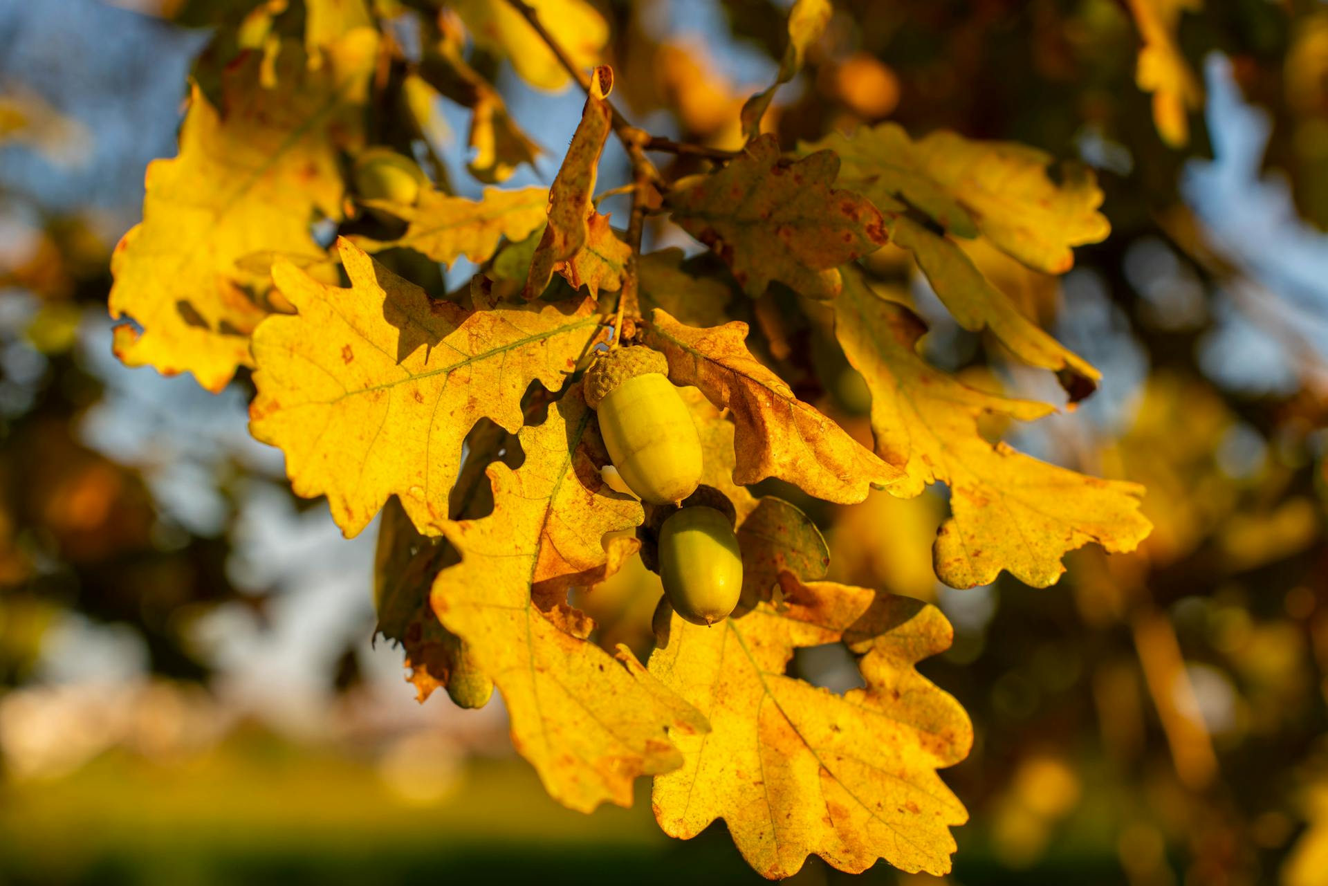 Golden Oak Leaves with Acorns in Autumn Light