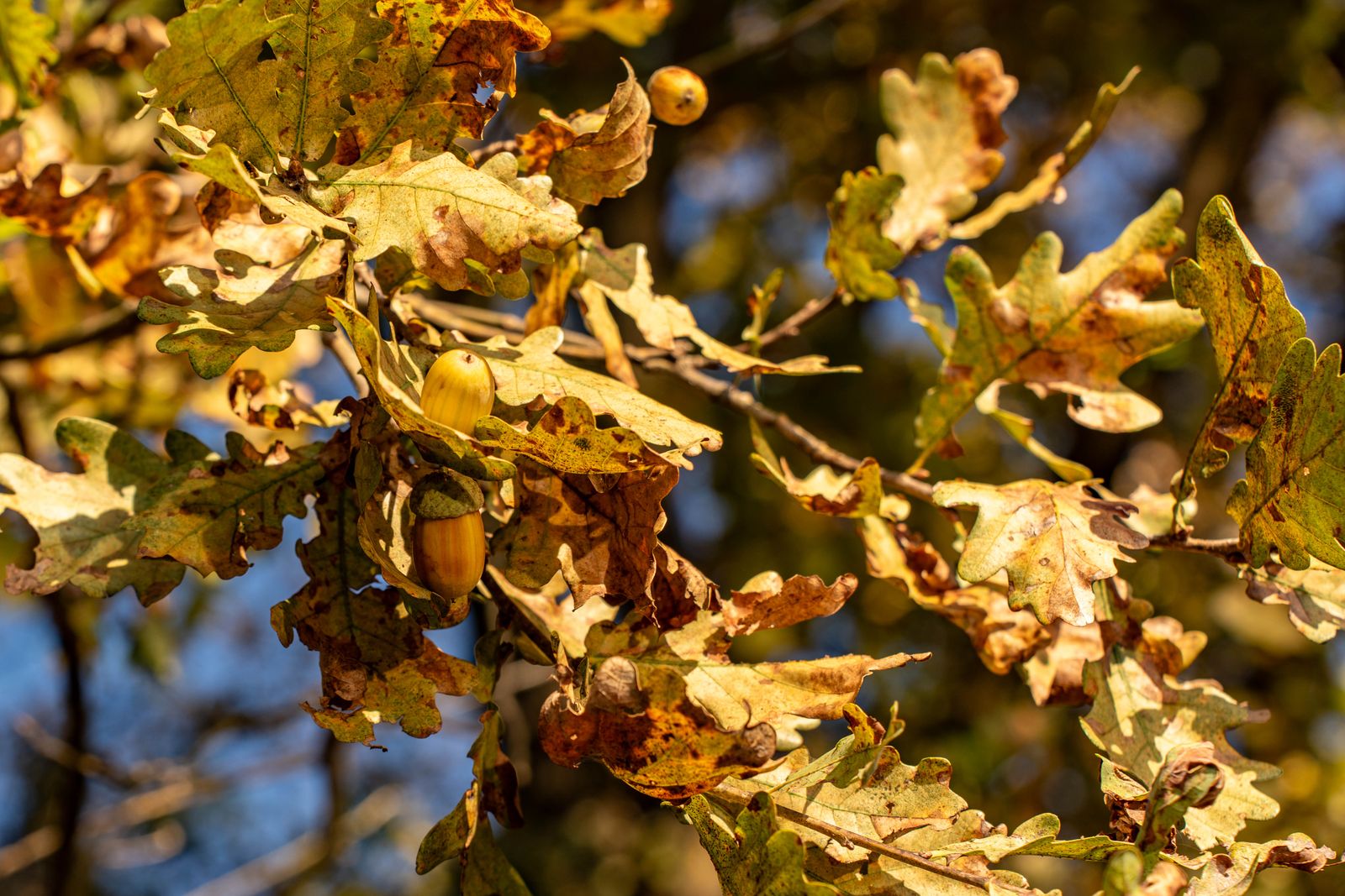 Close-up of autumn oak leaves and acorns collected for a homeschool fall nature study