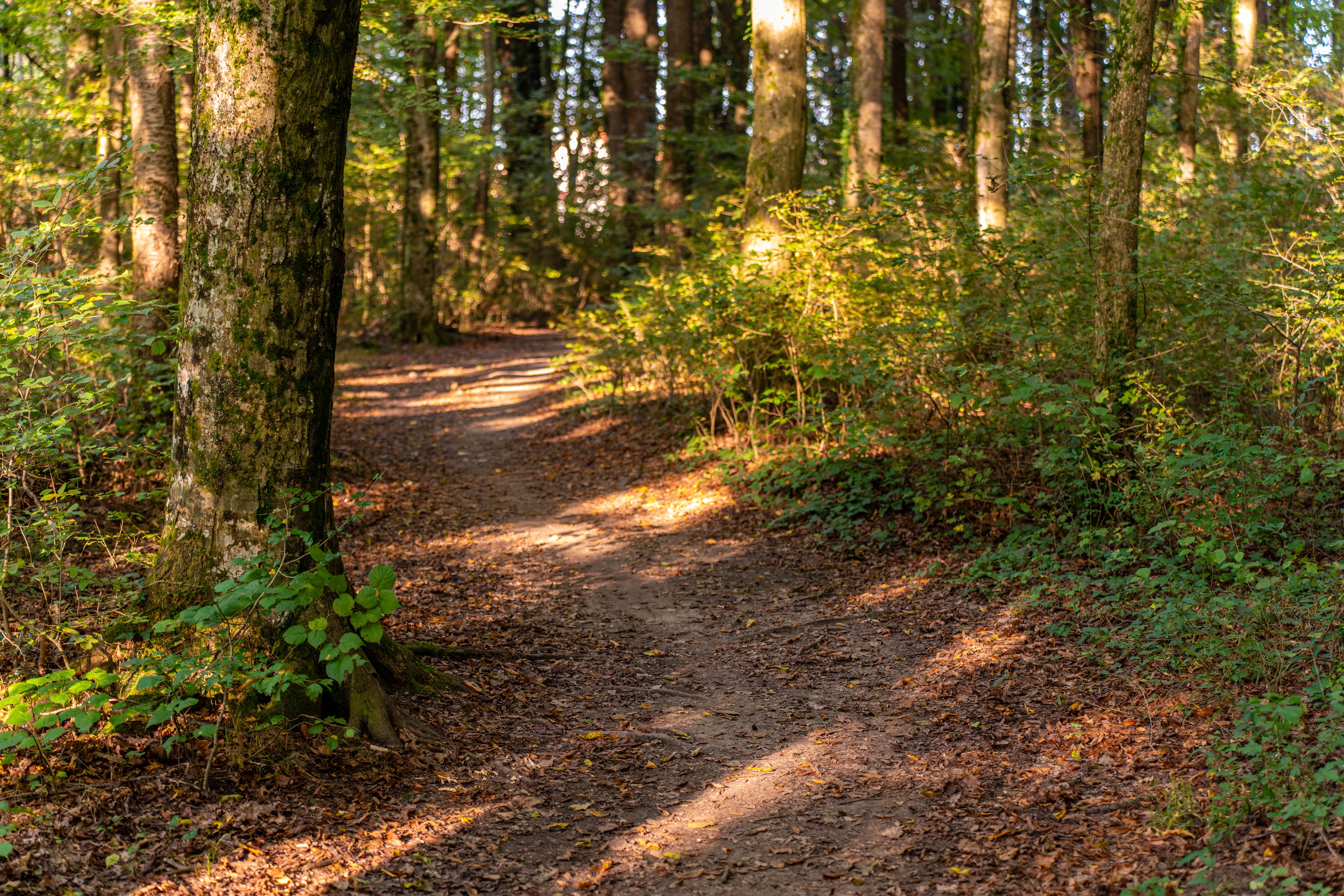 Serene forest path with dappled sunlight · Free Stock Photo