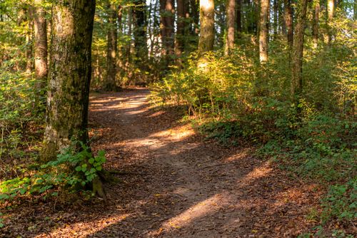 Free A tranquil forest trail surrounded by lush greenery and illuminated by soft sunlight. Stock Photo