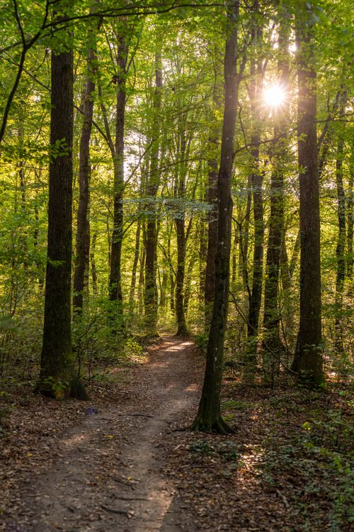 Serene Forest Pathway with Sunlight Filtering Through Trees · Free ...