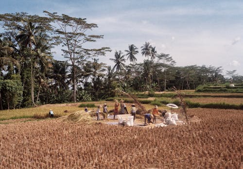 Δωρεάν στοκ φωτογραφιών με αγρόκτημα, αγρότες, αγροτικός Φωτογραφία από στοκ φωτογραφιών