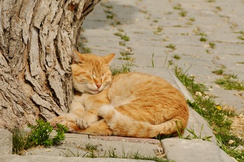 Free A ginger cat peacefully sleeping against a tree in sunny outdoors, embodying serenity. Stock Photo