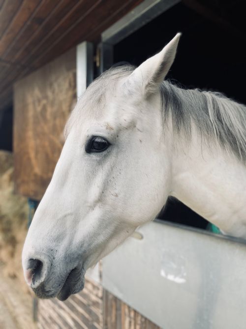 Free Close-up of a white horse in an indoor stable setting. Stock Photo