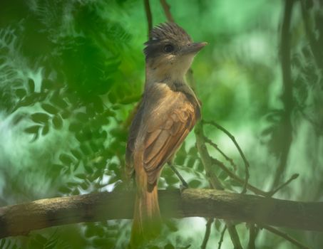 Close-up of a tropical bird perched on a branch in the lush forests of Mérida, Yucatán, México.