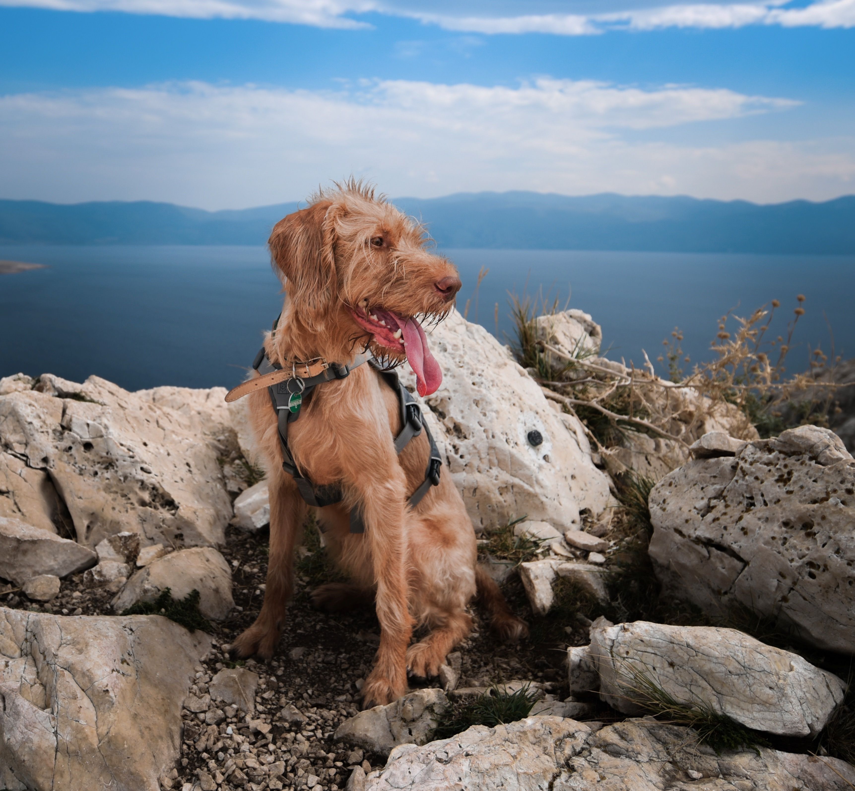 A scruffy dog in a harness sits on rocky terrain by the sea under a bright blue sky.