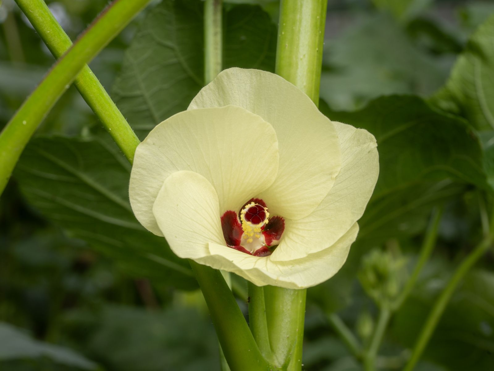 Okra Plant Photos, Download The BEST Free Okra Plant Stock Photos & HD ...