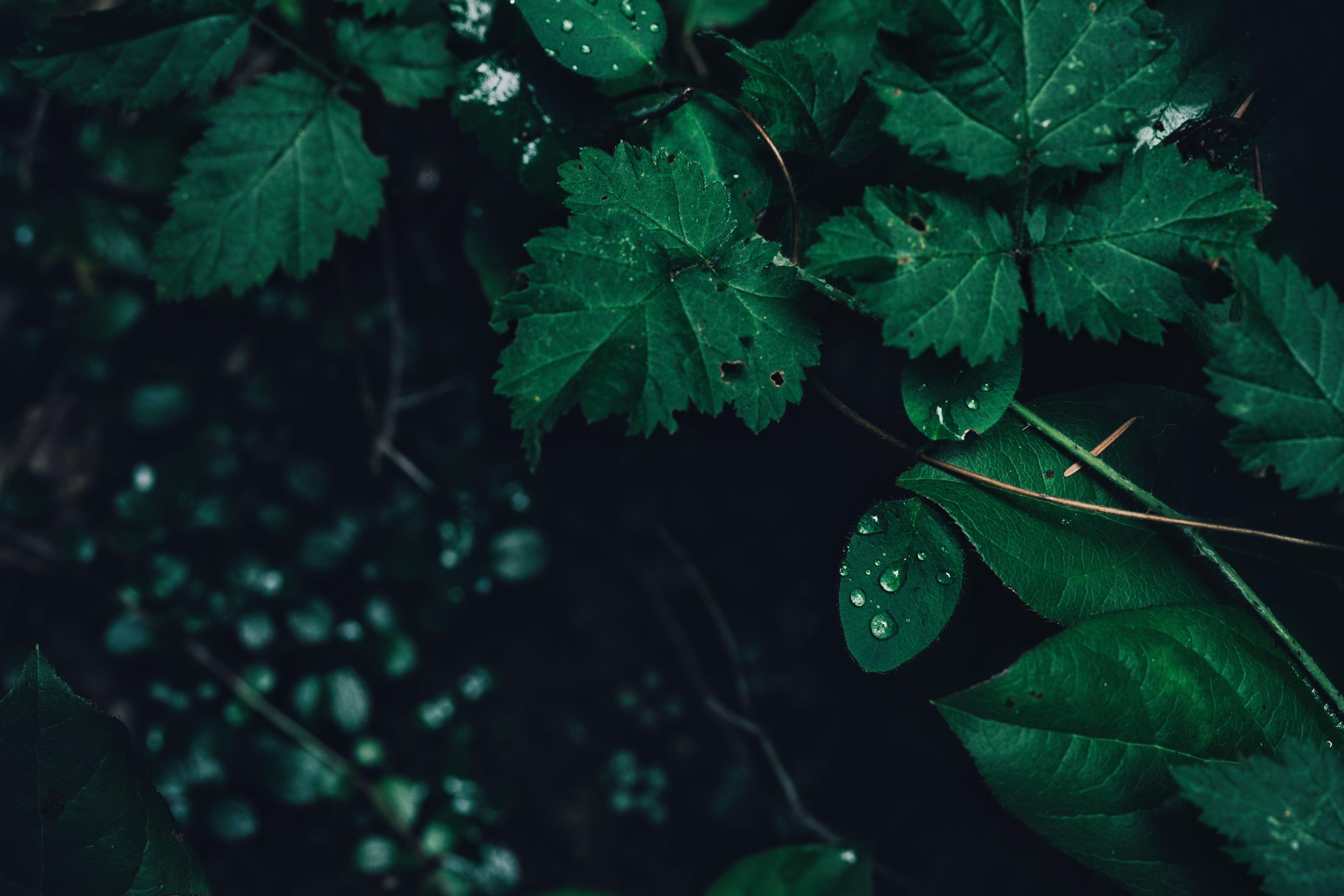 How to Use Mugwort for Lucid Dreaming