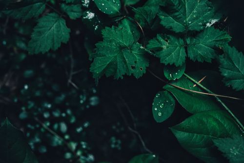 Free Dark, moody close-up of green leaves with dew drops on their surface. Stock Photo