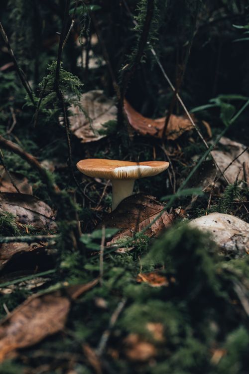 Free Close-up of a mushroom amidst lush forest floor vegetation, captured in natural lighting. Stock Photo