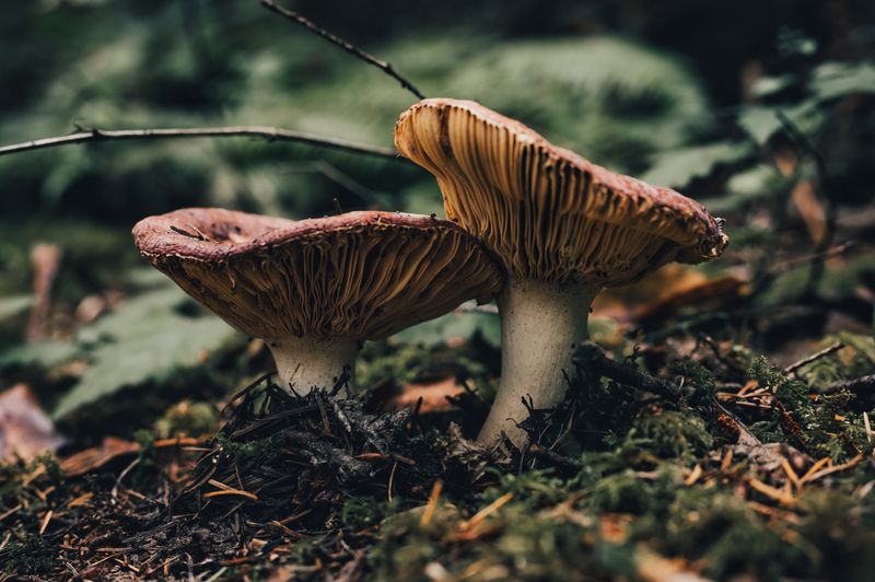 A detailed close-up of two mushrooms growing in a forest setting, showcasing texture and nature's beauty.