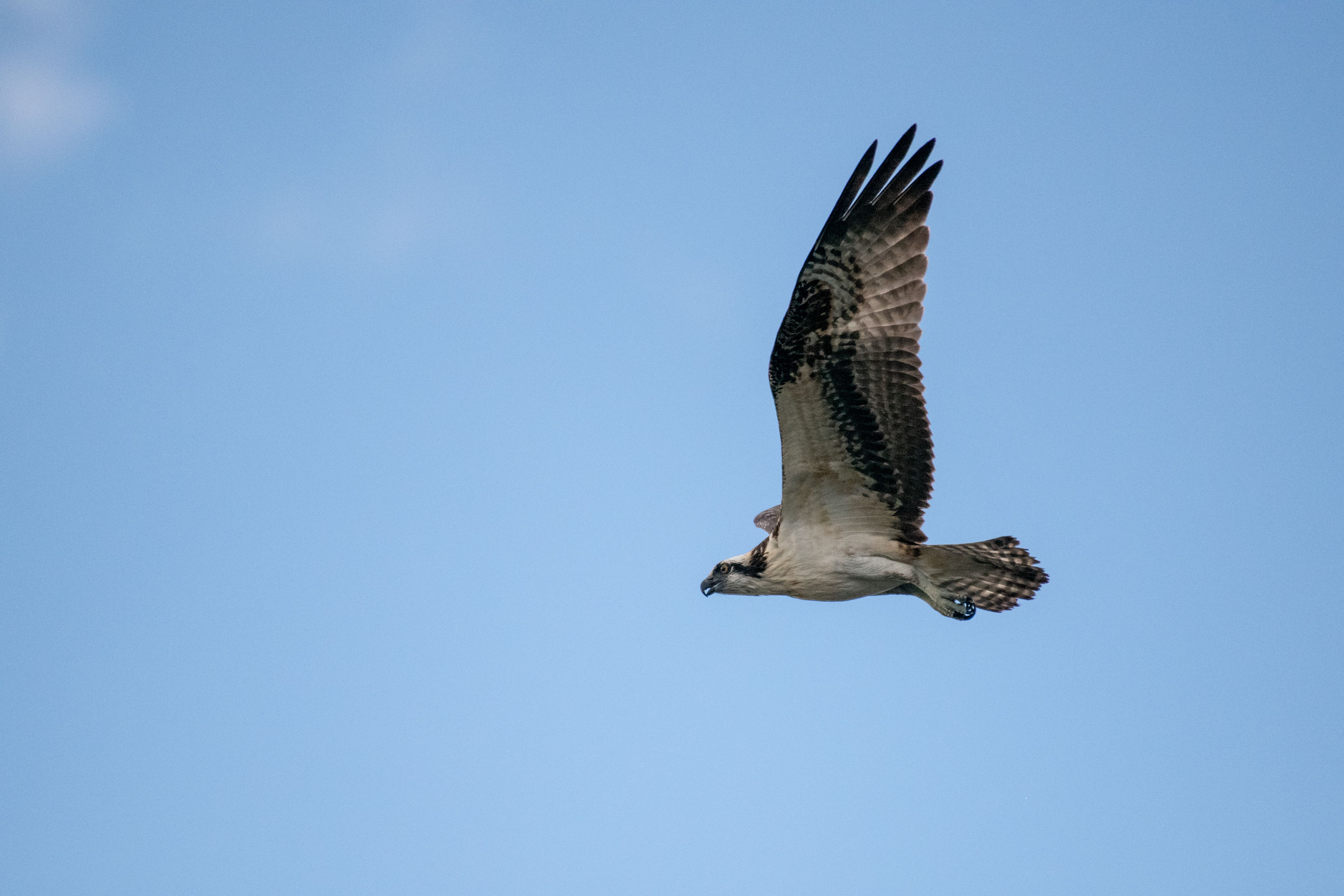 Osprey Soaring High in Clear Blue Sky · Free Stock Photo