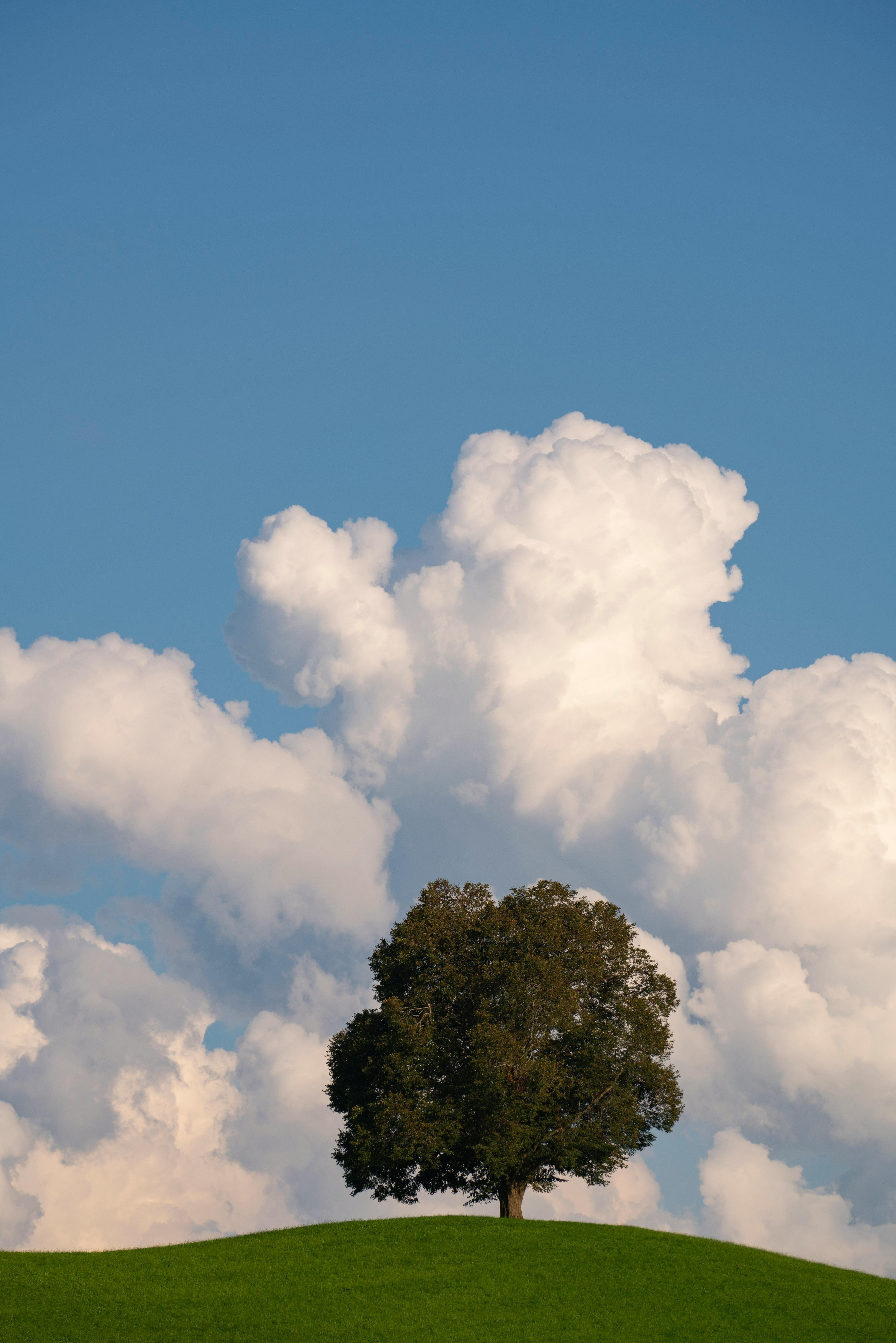 A lone tree on a hilltop with a backdrop of fluffy clouds and clear sky.